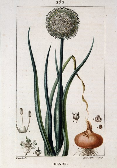 Soğanın botanik tahtası - Chaumeton Chamberet et Poiret tarafından “” Flora médicale”de. E. Penckroute ve J.F. Turpin tarafından boyanmıştır. Ed. Penckroute. Paris by Pierre Jean Francois Turpin