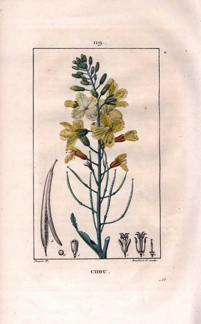 Botanik: lahana çiçeği - Lahana çiçeği, Brassica oleracea. Chaumeton
