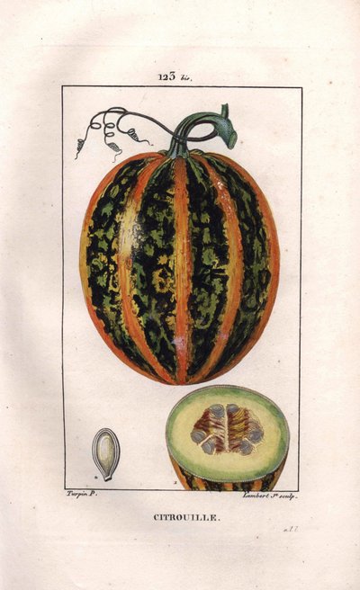 Botanik: kabak - Kabak, tohum ve meyve, kabak, Cucurbita pepo yoluyla bölüm. Chaumeton