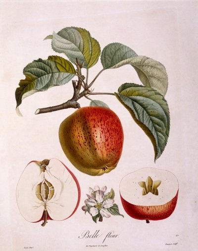 Botanik - Gülgiller - elma "Güzel çiçek". (botanik kurulu by Pierre Jean Francois Turpin