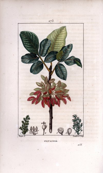 Botanik: “” Antep fıstığı, dal ve meyve (fıstık ağacı, Pistacia vera, dallı, yapraklar, olgun meyveler. by Pierre Jean Francois Turpin