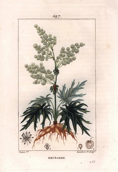 Botanik: ravent - Ravent bitkisi, yaprakları ve kökleri, Rheum rhabarbarum. Chaumeton
