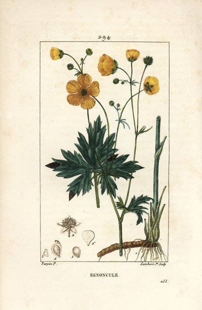Buttercup - Çiçek, yaprak, sap ve kök ile dik kaz ayağı, Ranunculus acris. Chaumeton, Poiret ve Chamberet