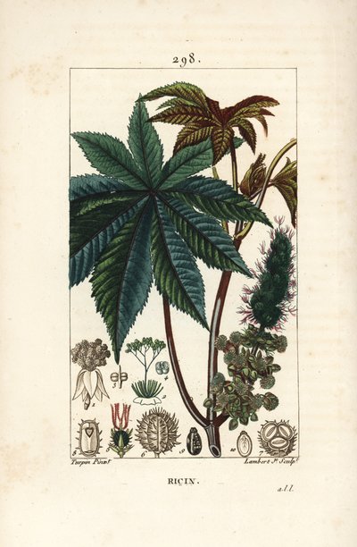 Hint yağı bitkisi veya hint, Ricinus communis (Ricinus vulgaris), yaprak, çiçek, sap ve tohum ile. Chaumeton, Poiret ve Chamberet