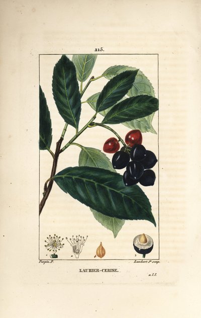 Kiraz defne - Kiraz defne, yaprak, meyve ve tohum ile Prunus laurocerasus. Chaumeton, Poiret ve Chamberet