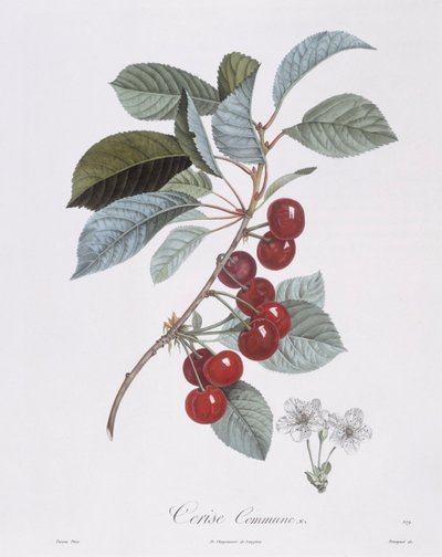 Kiraz ağacı (Prunus avium), Henry Louis Duhamel du Monceau, Pierre Jean Francois Turpin tarafından botanik plaka by Pierre Jean Francois Turpin