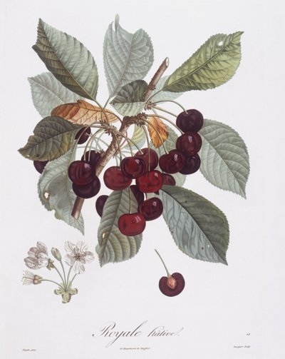 Kiraz ağacı (Prunus avium), Henry Louis Duhamel du Monceau, Pierre Jean Francois Turpin tarafından botanik plaka by Pierre Jean Francois Turpin