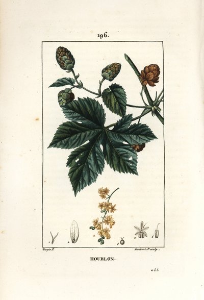 Tırmanma şerbetçiotu - Şerbetçiotu, Humulus lupulus. Chaumeton, Poiret ve Chamberet