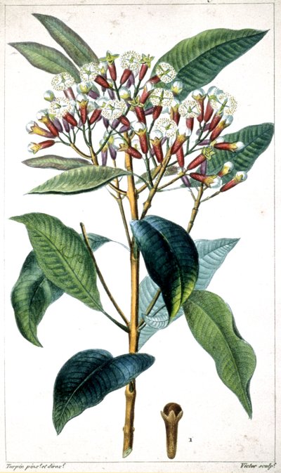Karanfil ağacı ve karanfil, 19. yüzyılın ortası (litografi) by Pierre Jean Francois Turpin