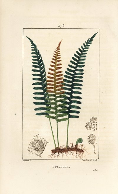Ortak Polypod - Polypody eğrelti otu, Polypodium vulgare, yaprak, tohum ve kök ile. Chaumeton, Poiret ve Chamberet