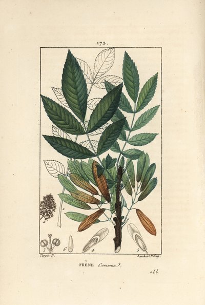 Ortak dişbudak veya kül onbiri - Dişbudak ağacı, Fraxinus excelsior, ana hatlarıyla dal, yapraklar, tohumlar ve yaprak gösterir. Chaumeton