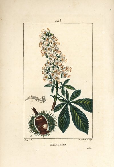 Ortak kestane, kestane veya beyaz kestane - Horsechestnut, Aesculus hippocastanum. Chaumeton, Poiret ve Chamberet'nin “” La Flore Medicale,”” P'sinden Pierre Jean-Francois Turpin'in bir çiziminden Lambert Junior tarafından elle boyanmış noktalı by Pierre Jean Francois Turpin