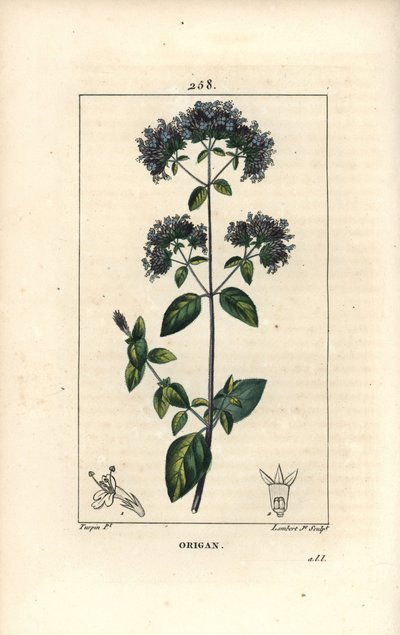 Yabani mercanköşk olarak da adlandırılan ortak kekik - Kekik veya yabani mercanköşk, Origanum vulgare, çiçek, yaprak, sap ve tohum ile. Chaumeton, Poiret ve Poiret