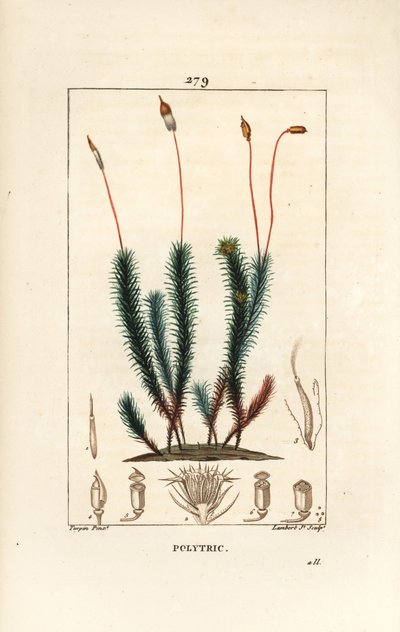 Ortak polytrichum (köpük) - Ortak saç kapağı yosunu, Ortak polytrichum. Chaumeton, Poiret ve Chamberet