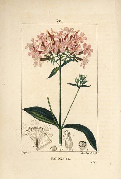 Çiçek, yaprak, gövde ve tohum ile ortak sabun, Saponaria officinalis. Chaumeton, Poiret ve Chamberet