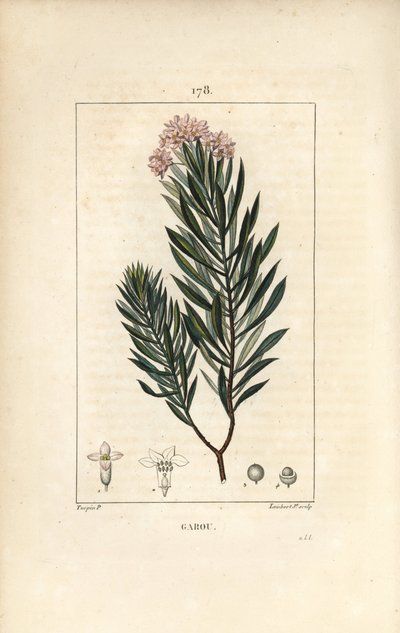 Daphne garou, Kekik veya Saint Bois - Spurge keten, Daphne gnidium. Chaumeton, Poiret ve Chamberet