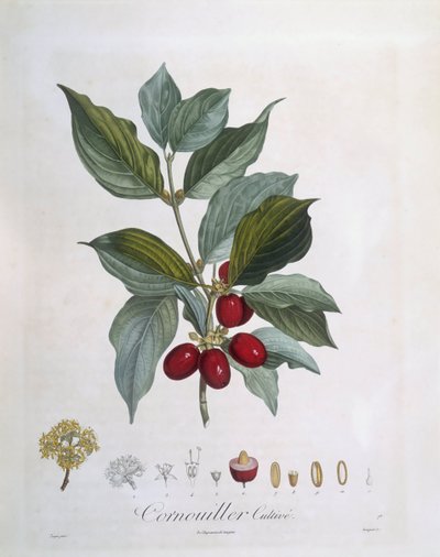 Avrupa Cornel (Cornus mas), Henry Louis Duhamel du Monceau, Pierre Jean Francois Turpin tarafından botanik plaka by Pierre Jean Francois Turpin