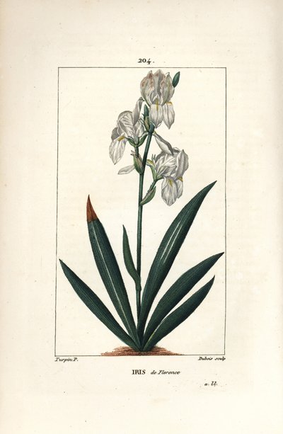 Florentine Iris, Florence Iris - Florentine iris, Iris florentina, çiçek ve yaprak. Chaumeton, Poiret ve Chamberet
