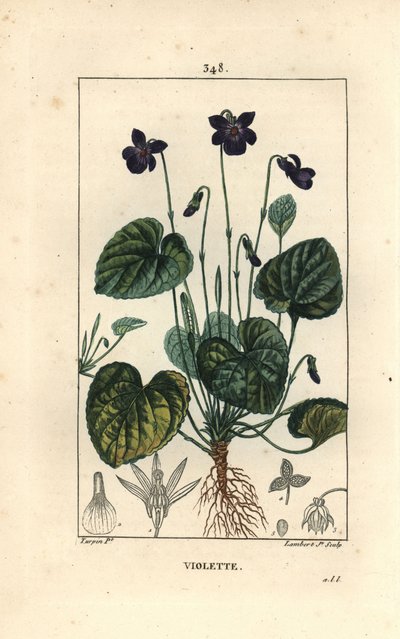 Kokulu Menekşe - Tatlı menekşe, Viola odorata, çiçek, yaprak, gövde ve köklerle. Chaumeton, Poiret ve Chamberet