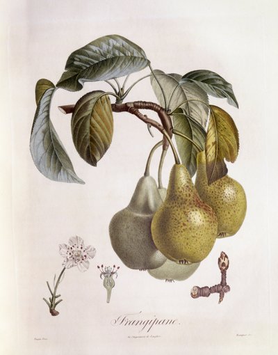 Frangipane (Plumeria) meyve Henry Louis Duhamel du Monceau, Pierre Jean Francois Turpin tarafından botanik plaka by Pierre Jean Francois Turpin