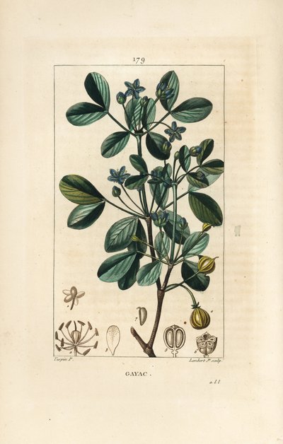 Gaiac veya kutsal ağaç, yaşam ağacı - Guaiacum, Guajacum officinale. Chaumeton, Poiret ve Chamberet