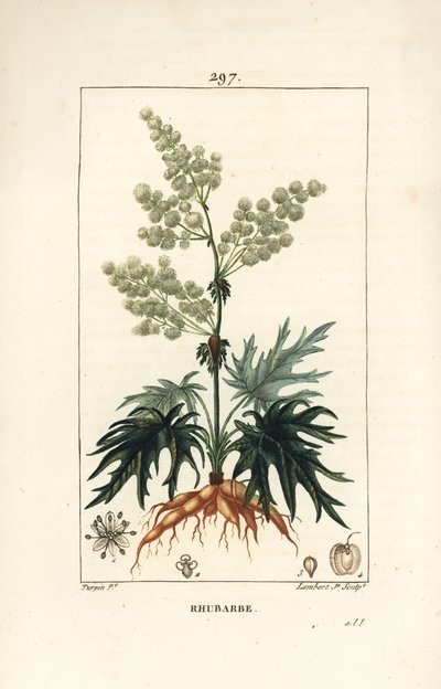 Bahçe raventi - Ravent, Rheum rhabarbarum (Rheum palmatum), çiçek, sap, yaprak, tohum ve kök ile. Chaumeton, Poiret ve Chamberet
