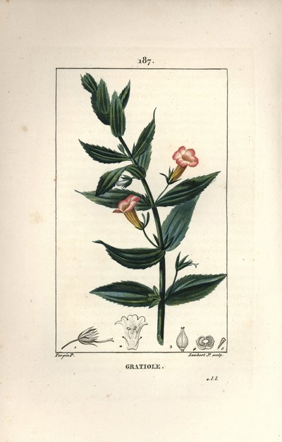 Gratiole officinale veya Grace de dieu, Grace veya fakir adam, Petite digitale - Hedge çördük, Gratiola officinalis. Chaumeton, Poiret ve Chamberet