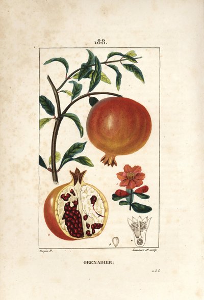 Grenadier - Nar ağacı, Punica granatum, yaprak, çiçek, meyve ve meyve gösteren tohumlar ile bölüm. Chaumeton, Poiret ve Chamberet