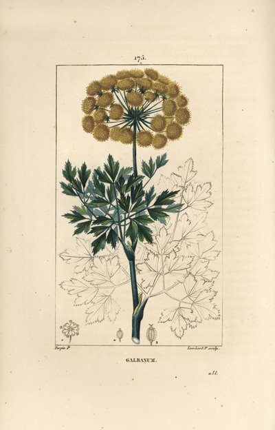 Sakızlı ferule veya galbanum - Galbanum, Ferula gummosa, çiçekler, yapraklar ve tohumlar gösteriyor. Chaumeton