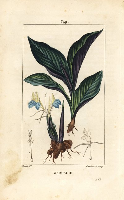 Himalaya Çiğdem - Zedoary, Koempferia rotunda, çiçek, yaprak, gövde ve kök rizomlu. Chaumeton, Poiret ve Chamberet'nin “” La Flore Medicale'sinden Pierre Jean-Francois Turpin'in çiziminden Lambert Junior tarafından elle boyanmış noktalı bakır l by Pierre Jean Francois Turpin