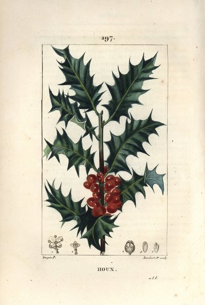 Holly - Holly, Ilex aqualifolium, dikenli yaprakları ve kırmızı meyveleri ile. Chaumeton, Poiret ve Chamberet