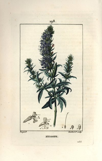 Çördük officinale veya çördük - Çördük, Çördük officinalis. Chaumeton, Poiret ve Chamberet