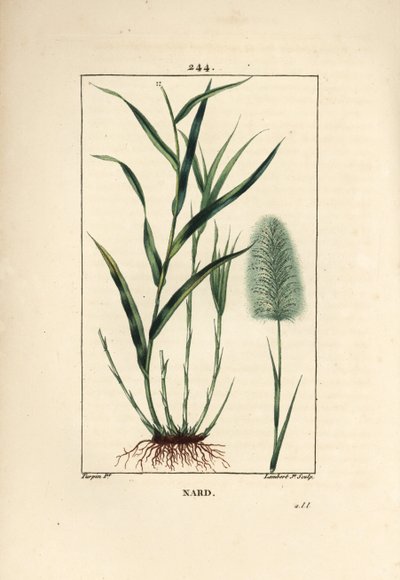 Hint nard, gösterir, spicanard - Spikenard, Andropogon nardus, yaprak, kök ve çiçek ile. Chaumeton, Poiret ve Chamberet