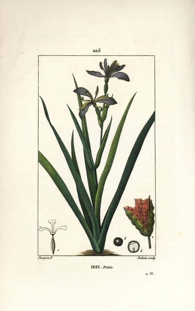 İris fetid veya iris bacağı, kokuşmuş iris - Kokuşmuş iris, İris foetida, çiçek, yaprak ve tohum kabuğu ile. Chaumeton, Poiret ve Chamberet