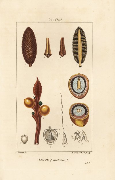 Büyük dal veya büyük sikas tohumları - Kraliçe sago, Cycas circinalis, tohum ve bölüm gösteriyor. Nesli tükenmekte olan. Chaumeton, Poiret ve Chamberet'in “” La'sından Pierre Jean-Francois Turpin'in bir çiziminden Lambert Junior tarafından elle by Pierre Jean Francois Turpin