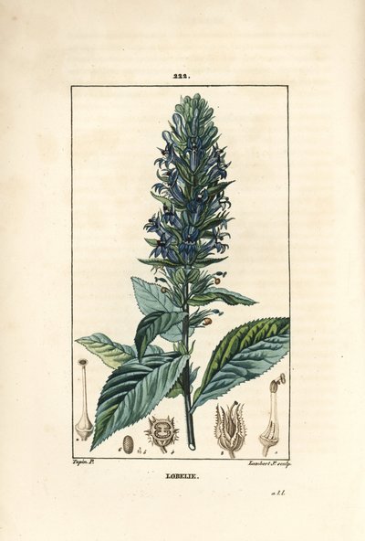 Büyük lobelia veya sifilitik lobelia - Mavi kardinal çiçeği, Lobelia syphilitica. Chaumeton, Poiret ve Chamberet