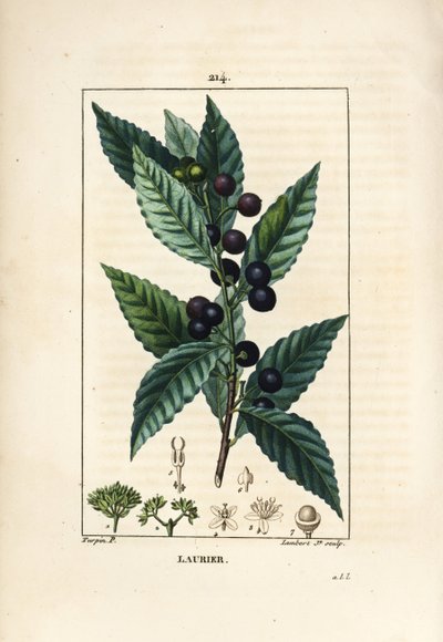 Defne ağacı, Laurus nobilis, yaprak, meyve ve tohum ile. Chaumeton, Poiret ve Chamberet