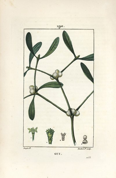 Yapraklı ökseotu - Ökseotu, Vissperm albümü. Chaumeton, Poiret ve Chamberet