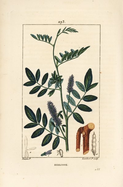 Meyan kökü veya meyan kökü, Glycyrrhiza glabra, çiçek, yaprak, ağaç kabuğu, odunsu dal ve tohum ile. Chaumeton, Poiret ve Chamberet