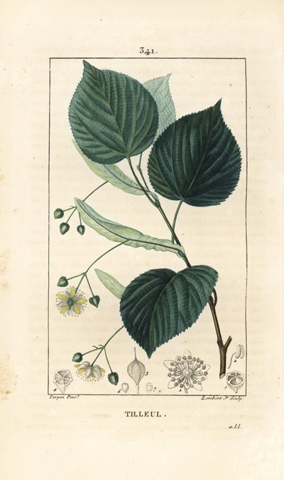Ihlamur ağacı veya ıhlamur ağacı, Tilia europea, yaprak, dal, çiçek ve tohum ile. Chaumeton, Poiret ve Chamberet'nin “” La Flore Medicale,” Paris, Pa by Pierre Jean Francois Turpin
