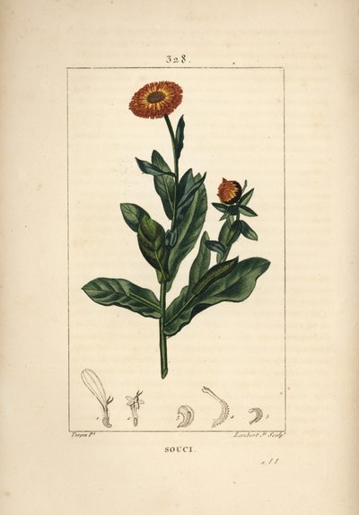 Kadife çiçeği, Calendula officinalis, çiçek, yaprak ve sap ile. Chaumeton, Poiret ve Chamberet