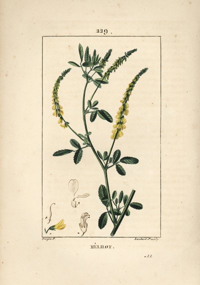 Melilot - Melilot yonca, Melitotus officinarum. Chaumeton, Poiret ve Chamberet