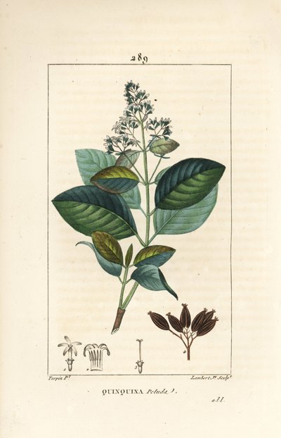 Michurago veya fruta de mono, Ladenbergia macrocarpa (Cinchona ovalifolia), çiçek, yaprak, sap ve tohum ile. Chaumeton, Poiret ve Chamberet