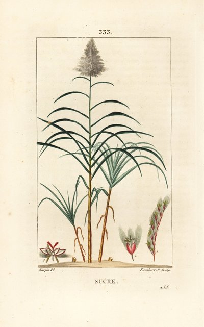 Asil kamış - Şeker kamışı, Saccharum officinarum. Chaumeton, Poiret ve Chamberet