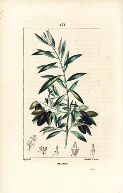 Olivier - Zeytin ağacı, Olea europaea, yaprak, dal, meyve ve tohum ile. Chaumeton, Poiret ve Chamberet