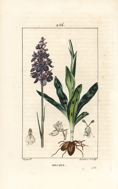 Orchis erkek veya satiryon erkek - Erken mor veya erkek orkide, Orchis mascula, çiçek, sap, yaprak ve ampul ile. Chaumeton, Poiret ve Chamberet