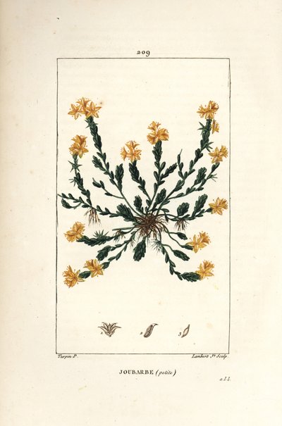 Orpin dönüm - Altın stonecrop, Sedum dönüm. Chaumeton, Poiret ve Chamberet