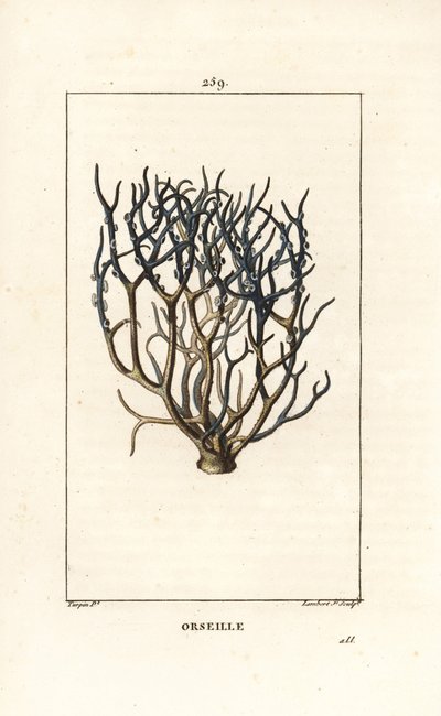 Orseille veya Fransız moru (liken) - Cape Verde adalarından boya için kullanılan Orcein veya archil, Roccella tinctoria, liken. Chaumeton, Poiret ve Chaumeton