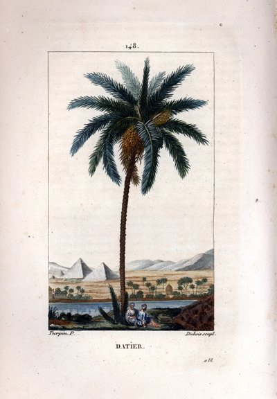Hurma Hurma, Phoenix dactylifera, piramitler ve nehir ile manzaraya karşı meyve ve yaprak gösteriyor. Chaumeton