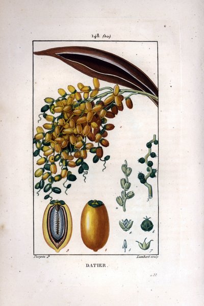 Hurma dalı bir hurma - Hurma, Phoenix dactylifera, bir dalda olgun meyveyi ve kesitte tek tek meyveyi gösterir. Chaumeton